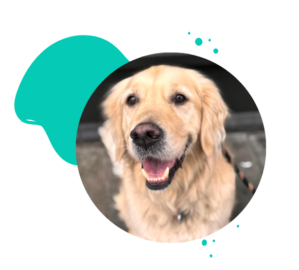 Golden Retriever Assistenzhund Ausbildung und Beratung Sauerland
