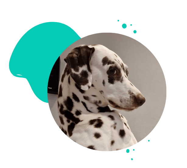 Therapiebegleithundeausbildung HSK Dalmatiner braune Punkte {{brizy_dc_image_alt imageSrc=