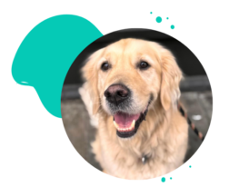 Golden Retriever Assistenzhund Ausbildung und Beratung Sauerland {{brizy_dc_image_alt imageSrc=