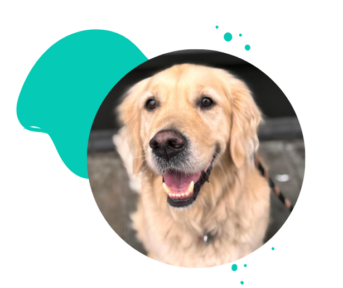 Golden Retriever Assistenzhund Ausbildung und Beratung Sauerland {{brizy_dc_image_alt imageSrc=