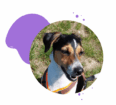 Assistenzhunde Beratung Information HSK