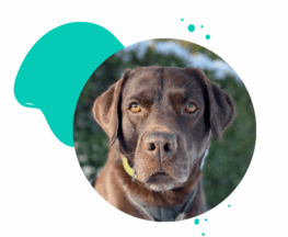 Therapiebegleithundeausbildung HSK Labrador Retriever braun {{brizy_dc_image_alt imageSrc=