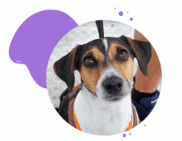 Therapiebegleithundeausbildung HSK Parson Russell Terrier {{brizy_dc_image_alt imageSrc=